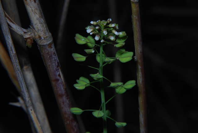 Microthlaspi perfoliatum (=Thlaspi perfoliatum )